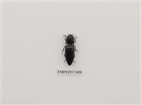 藏品(鞘翅目(三))的圖片